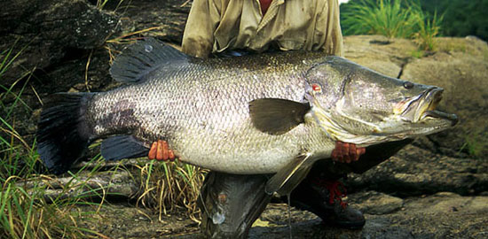Picture 4 of The destruction of foreign animals