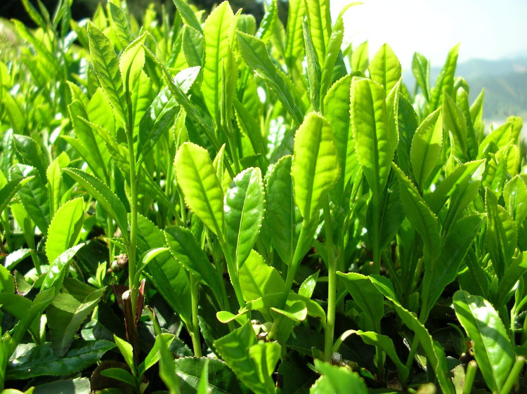 Picture 1 of The difference between black tea and green tea
