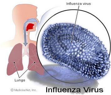 Picture 1 of The difference between flu and cold