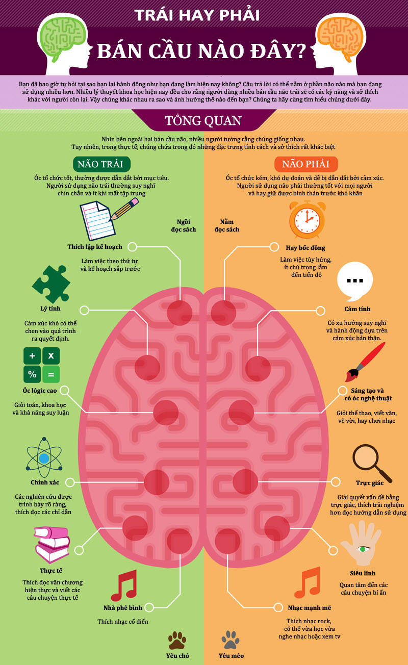 Picture 1 of The difference between the left and right hemisphere users