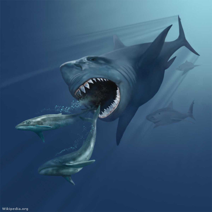 Picture 4 of The difficult reason makes the Megalodon shark extinct