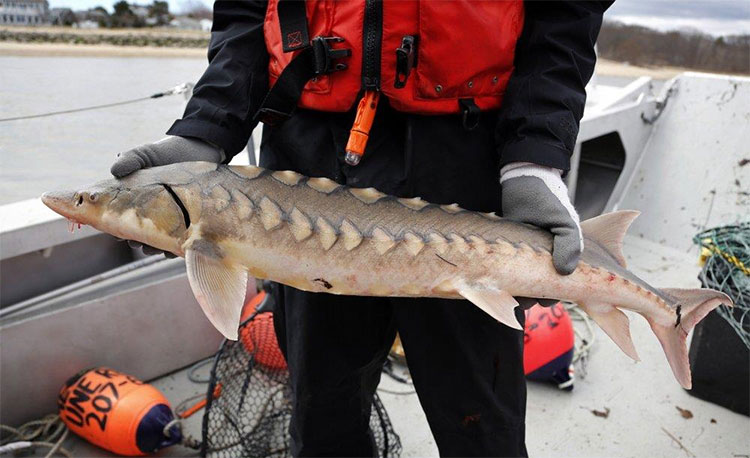 freshwater dinosaur fish