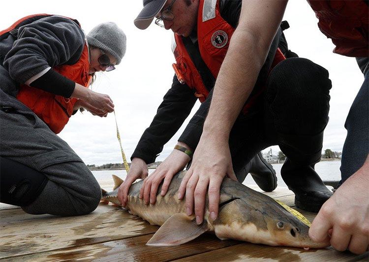 saving the dinosaur fish