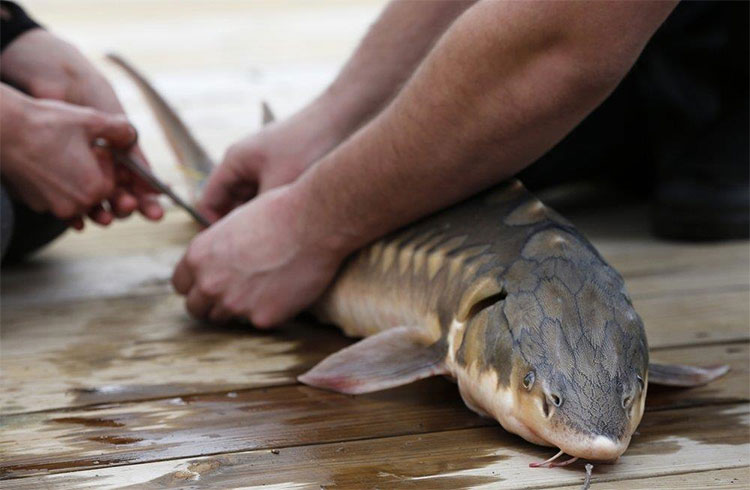 Picture 7 of The 'dinosaur' fish in America is gradually reviving