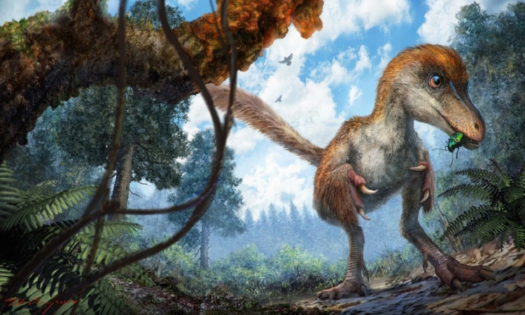 Picture 8 of The dinosaur tails remain intact in the amber mass of 99 million years