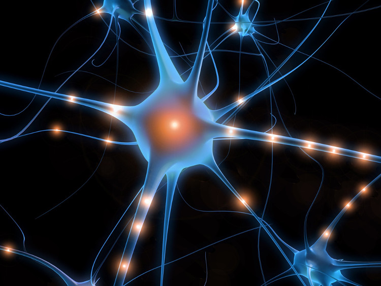 Picture 2 of The discovery explains why people are more susceptible to neurological diseases than other species