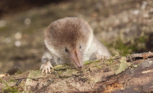 Picture 1 of The discovery helps make new painkillers
