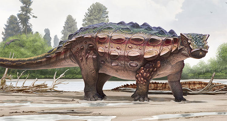 Picture 1 of The discovery of fossil-covered dinosaur-covered fossils in America