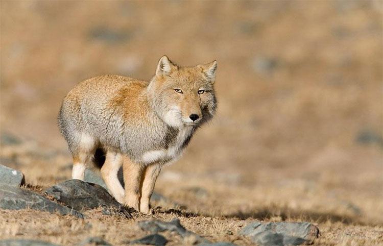Picture 1 of The discovery of foxes always carries a sad face