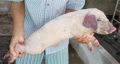 Picture 1 of The discovery of genetic markers may help to eliminate the blue ear pig virus