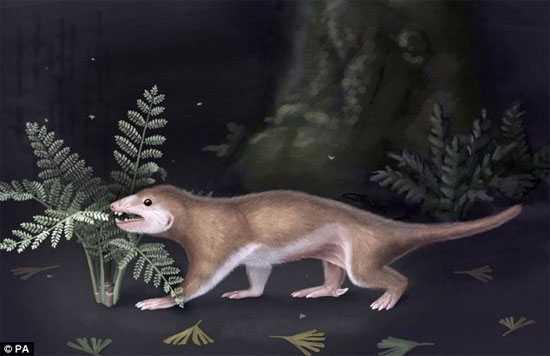 Picture 1 of The discovery of the 165 million-year-old ancestor of humanity