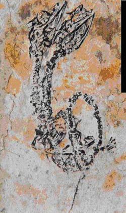 Picture 1 of The discovery of two-headed lizard fossils in China