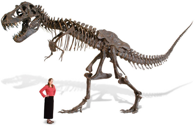 Picture 3 of The dispute about dinosaurs has never existed