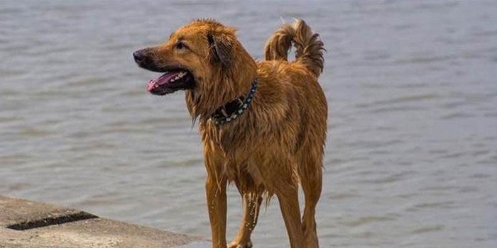 Picture 1 of The dog crossed 100km and returned to bite the owner because of the surprise