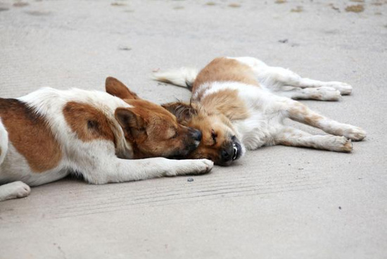 Picture 1 of The dog is loyal to his partner