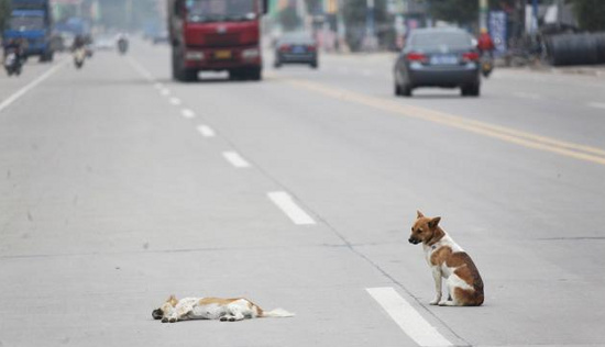 Picture 2 of The dog is loyal to his partner