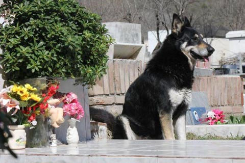 Picture 1 of The dog lived with the master tomb for 6 years