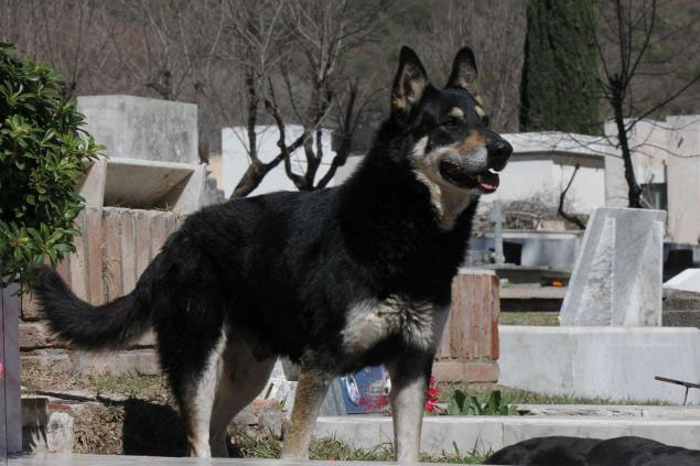 Picture 2 of The dog lived with the master tomb for 6 years