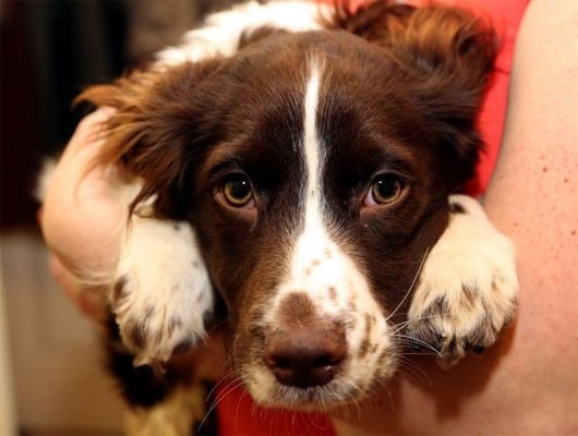 Picture 1 of The dog possesses the