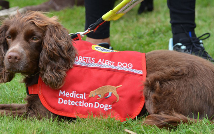 Picture 2 of The dog sniffs diabetes, and people know why