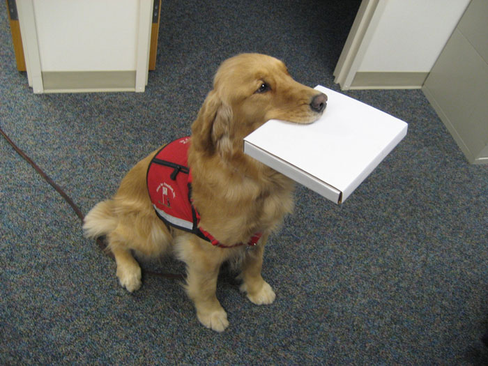 Picture 1 of The dog understands the owner through the eyes
