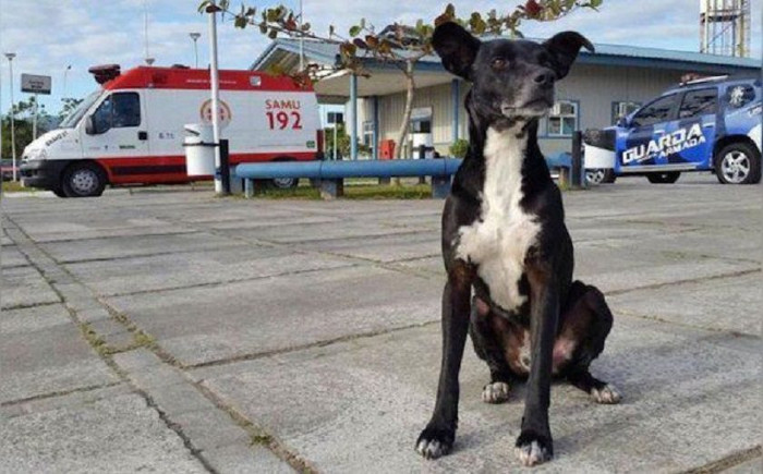 Picture 1 of The dog waits in front of the hospital where the owner died 8 months ago