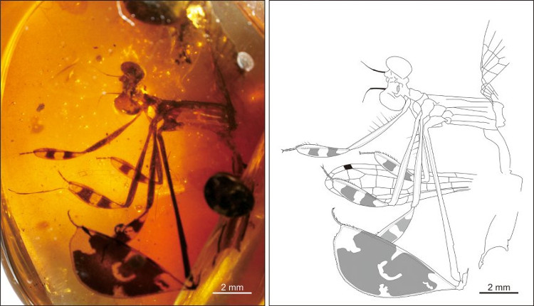Picture 1 of The dragonfly trapped 100 million years in amber