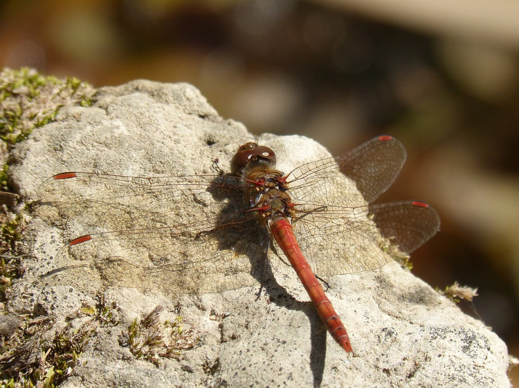 Picture 1 of The dragonfly will die to avoid being bullied by the male