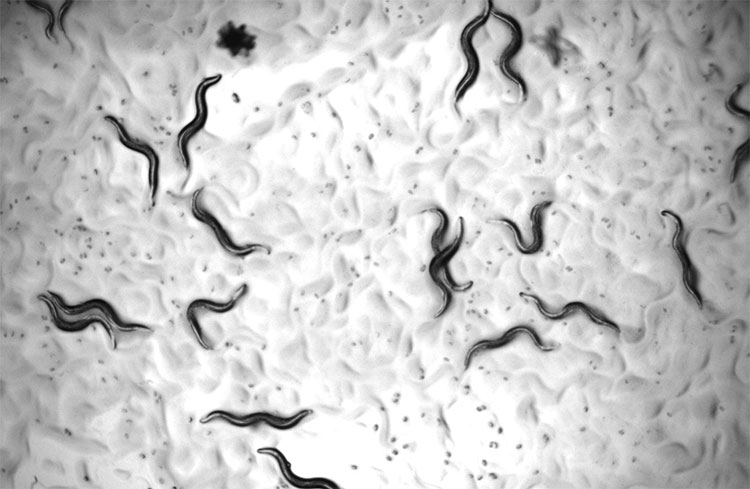 Picture 1 of The drug nearly doubled the lifespan of lab animals