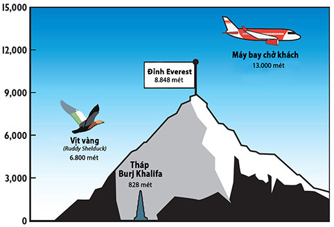 Picture 1 of The duck flies over the Himalayas to breed