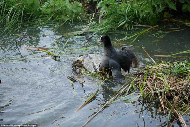 The eagle has a disastrous mistake, being killed by the weak prey for a moment images 1