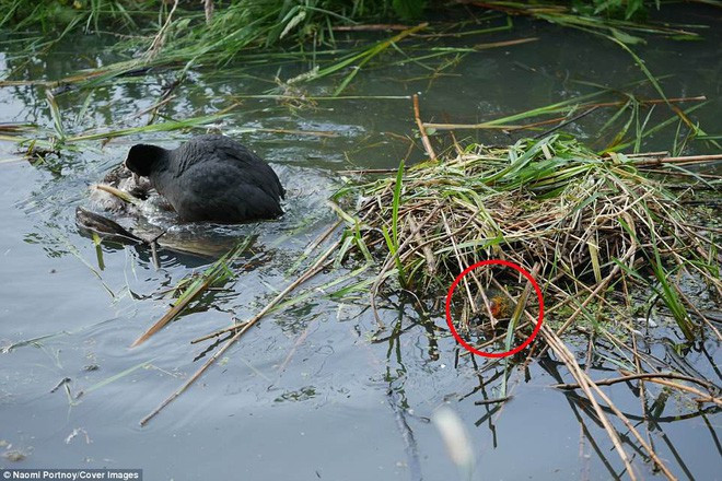 The eagle has a disastrous mistake, being killed by the weak prey for a moment images 2