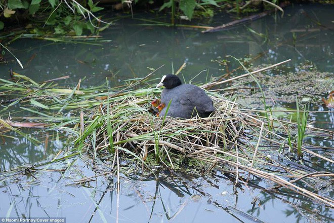 The eagle has a disastrous mistake, being killed by the weak prey for a moment images 3