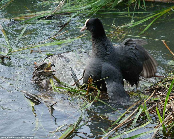 The eagle has a disastrous mistake, being killed by the weak prey for a moment images 4