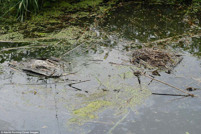 The eagle has a disastrous mistake, being killed by the weak prey for a moment images 5