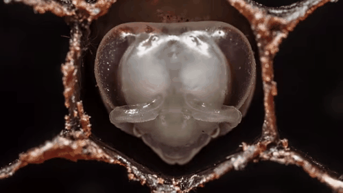 Picture 5 of The early days of bees through the true beam of images