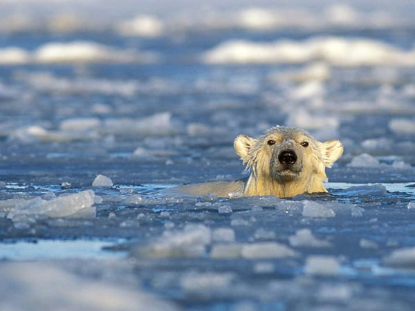 Picture 5 of The earth may halt heating up in the next 10 years