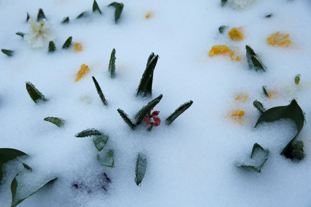 Picture 7 of The East Coast of America is white in the winter snowstorm