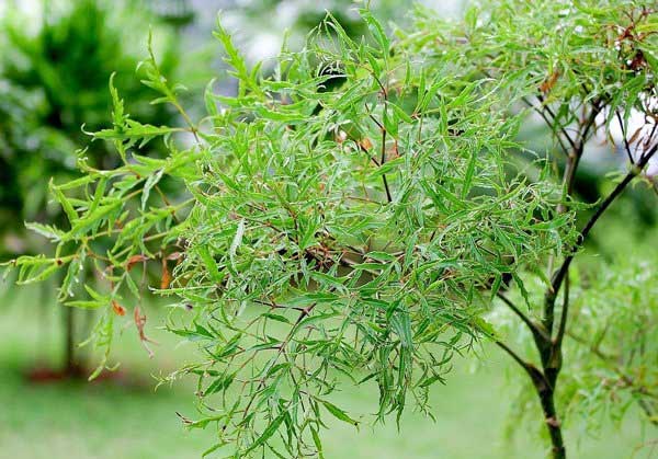 Picture 1 of The effect of drinking clove leaf water on health