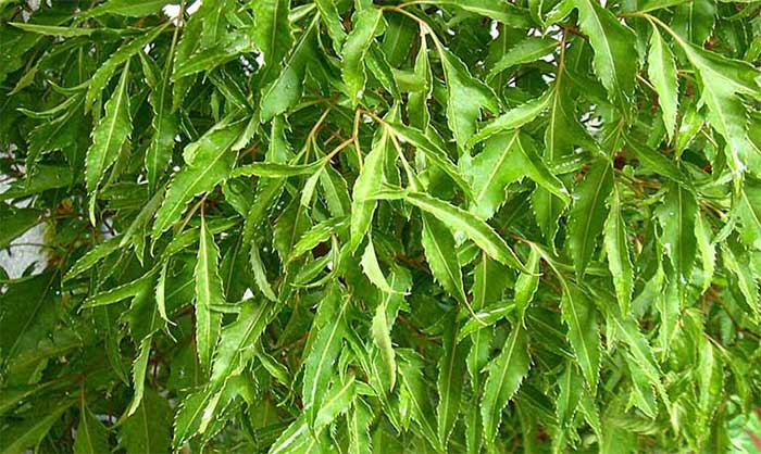 Picture 2 of The effect of drinking clove leaf water on health