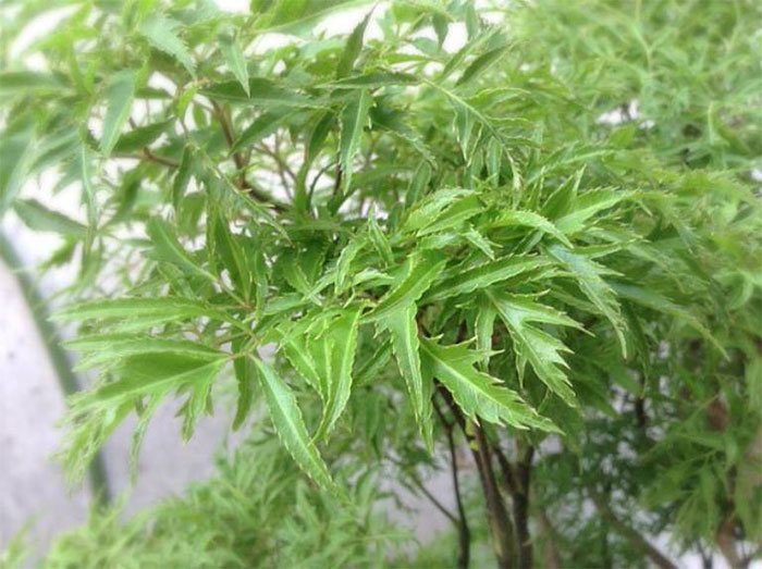 Picture 3 of The effect of drinking clove leaf water on health