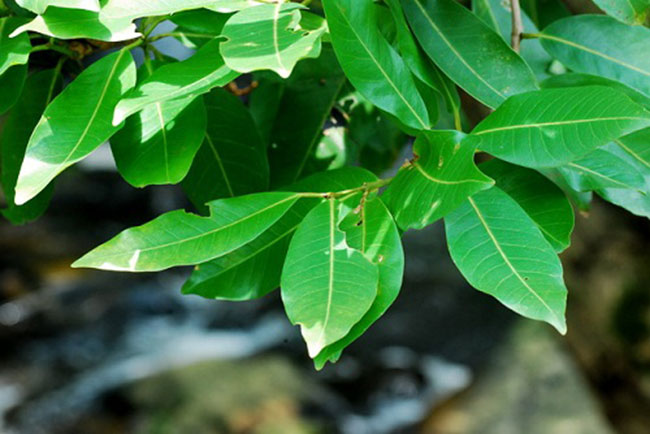 Picture 1 of The effect of drinking leaf water to health