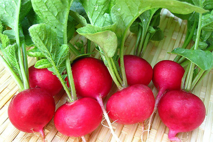 Picture 2 of The effects and harms of red radish when eating should be noted
