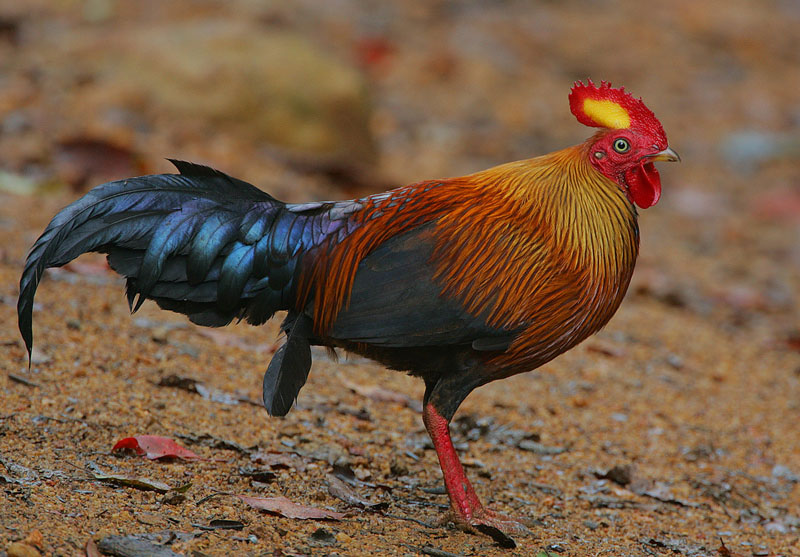 Picture 1 of The endemic chicken breed of Sri Lanka makes the giants crazy.