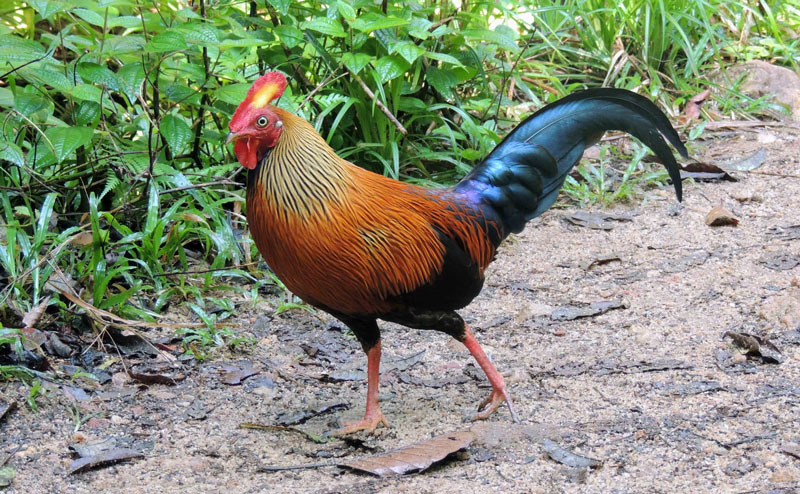 Picture 10 of The endemic chicken breed of Sri Lanka makes the giants crazy.