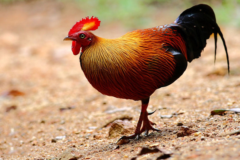 Picture 11 of The endemic chicken breed of Sri Lanka makes the giants crazy.