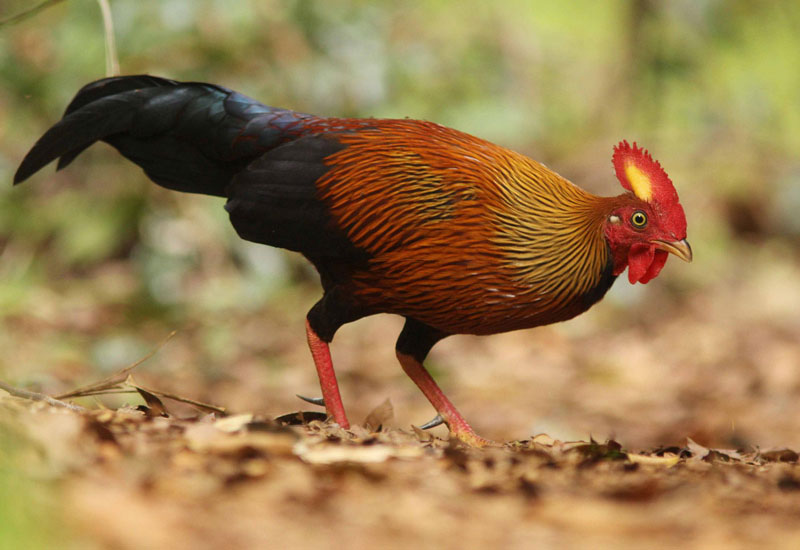 Picture 12 of The endemic chicken breed of Sri Lanka makes the giants crazy.