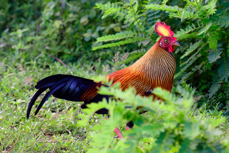 Picture 15 of The endemic chicken breed of Sri Lanka makes the giants crazy.