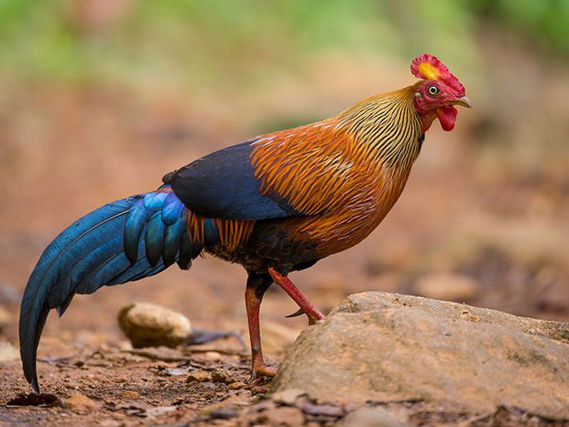 Picture 2 of The endemic chicken breed of Sri Lanka makes the giants crazy.