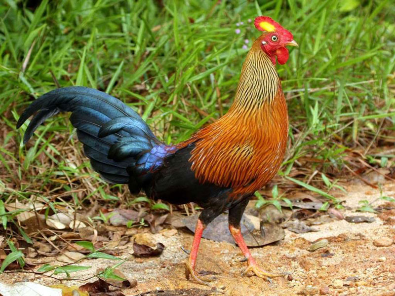 Picture 3 of The endemic chicken breed of Sri Lanka makes the giants crazy.
